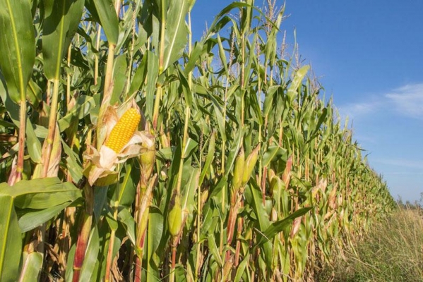 Аграрии Удмуртии приступили к уборке кукурузы на силос