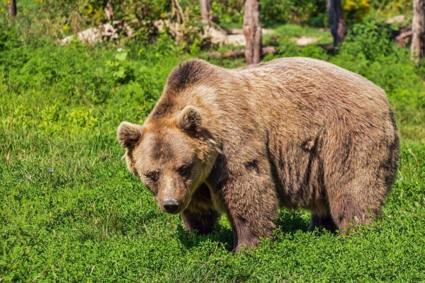 Жители Глазовского района жалуются на появление медведей в населенных пунктах