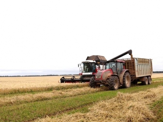 Площадь гибели зерновых в Удмуртии превысила 84 тысячи гектаров