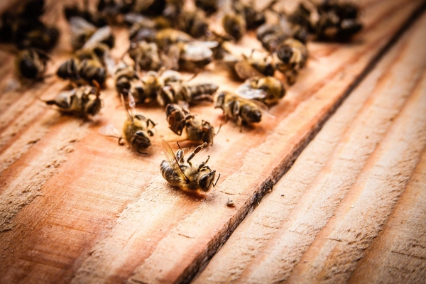 На компанию из Удмуртии, по вине которой погибли пчелы, наложили штраф