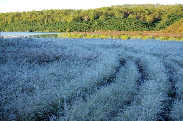 Заморозки на почве ожидаются в Удмуртии в ближайшие выходные