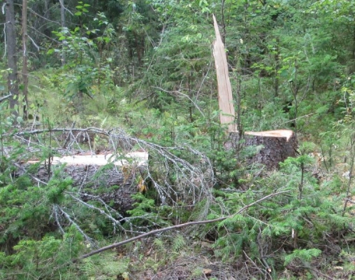 Жителя Удмуртии подозревают в незаконной рубке деревьев
