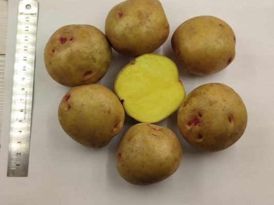 Новый высокоурожайный сорт картофеля вывели в Удмуртии