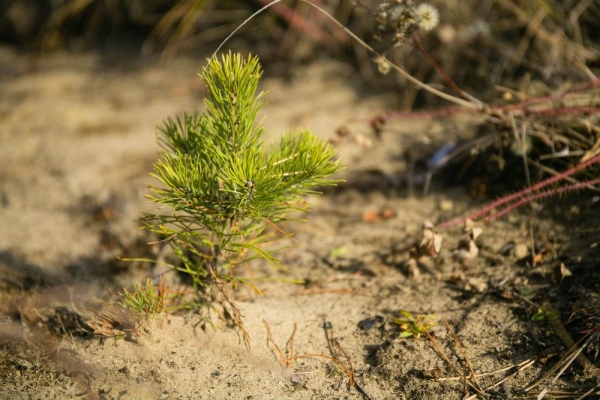 Лес вместо букета к 1 сентября предлагают подарить учителям экологи Удмуртии 