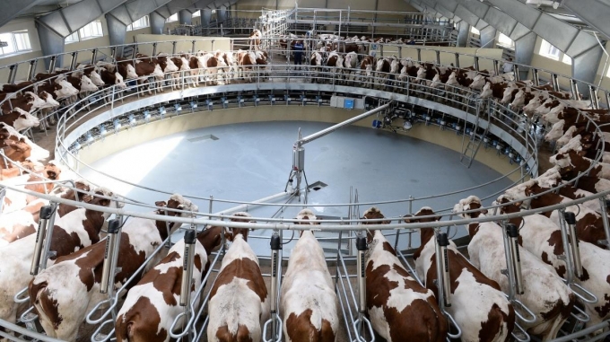 В январе производство молока в Удмуртии увеличилось на 12%