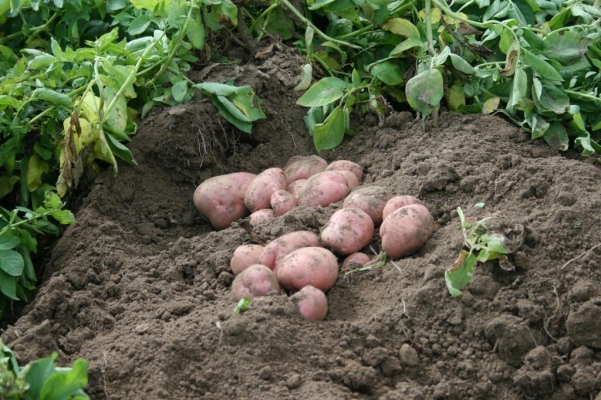 В России из-за недобора урожая дорожает картофель