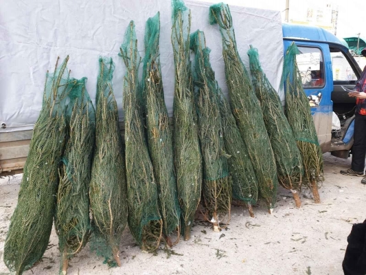 В декабре из Удмуртии вывезли более 36,5 тыс. штук рождественских деревьев