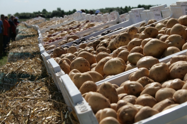 Удмуртия обеспечила себя собственным картофелем на 290%