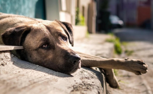 Региональный закон об обращении с бездомными животными появится в Удмуртии