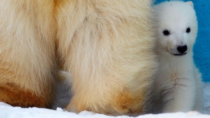 Сын белого медведя из Удмуртии впервые вышел на прогулку в зоопарке Ростова-на-Дону