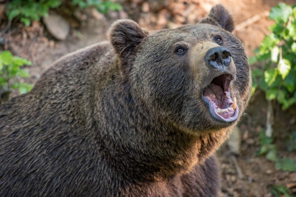 Медведь напал на жителя Юкаменского района Удмуртии