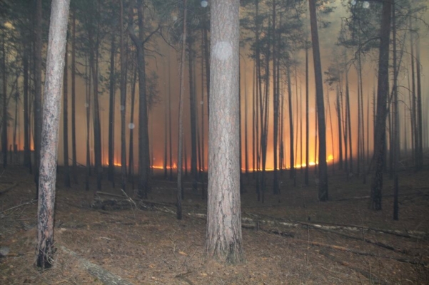 Административное дело возбудили в Удмуртии после пожара в Национальном парке