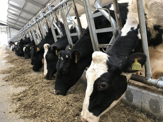 Молочное скотоводство Удмуртии сохраняет семипроцентный рост