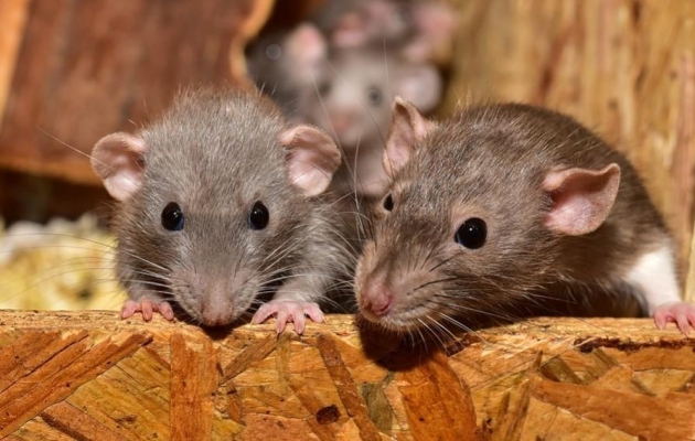 Допустившую размножение крыс и мышей в многоквартирном доме управляющую компанию оштрафовали  в Ижевске