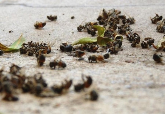 Причиной массовой гибели пчел на пасеках Удмуртии могут быть используемые аграриями ядохимикаты 