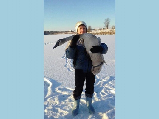 Жители Дебесского района Удмуртии спасли замерзавшего лебедя