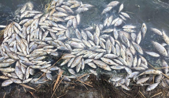 Жители Увинского района вновь жалуются на гибель рыбы в реке Ува