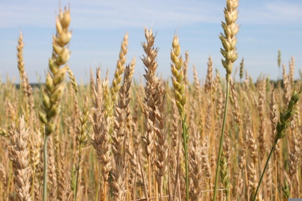 Аграриями Удмуртии заготовлено более 77 тысяч тонн семян под яровой сев 2022 года