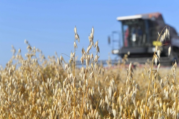 7 районов Удмуртии завершили уборку зерновых