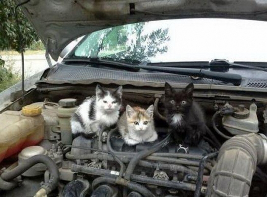 Ижевские автомобилисты спасли бездомных котят, забравшихся под капот машины