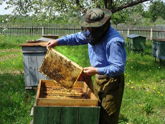 В Удмуртии поддержат пчеловодов-частников 