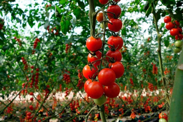 В Италии и Румынии томатная банда с помощью виртуальных полей выкачала почти 1 млн евро из фондов ЕС