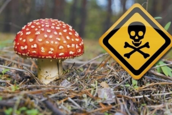 Врачи-токсикологи рассказали жителям Удмуртии, как не отравиться грибами