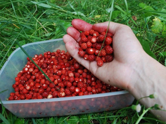 Минсельхоз России хочет взять под контроль сбор ягод, грибов и орехов