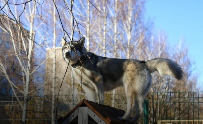 В Ижевске появились ещё 2 площадки для выгула собак 