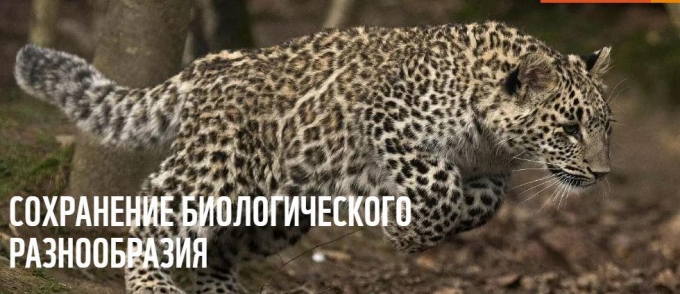 Российское отделение Фонда дикой природы WWF признали иноагентом