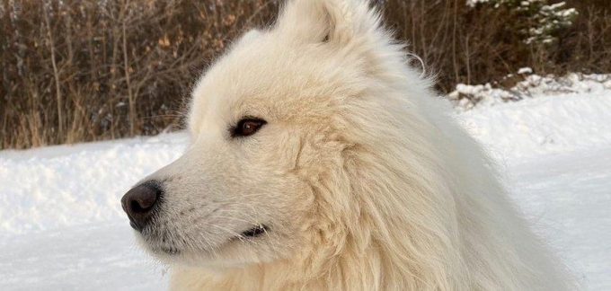 За украденную с оленефермы в Ижевске собаку объявили вознаграждение 25 тысяч рублей 