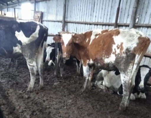 Ольга Абрамова прокомментировала ужасное содержание коров в одном из хозяйств Удмуртии