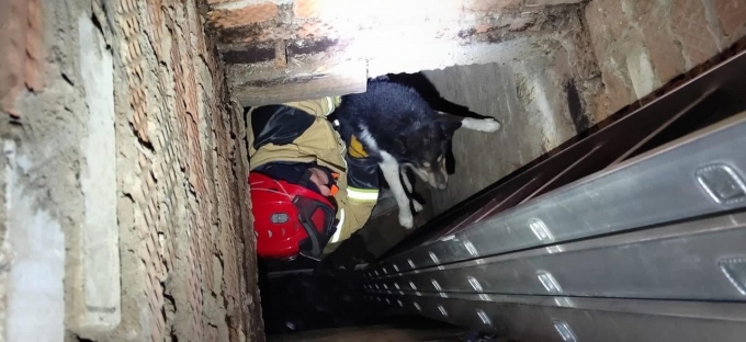 В Сарапуле собака упала в овощную яму  заброшенного гаража