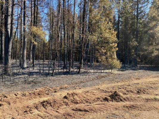 В Удмуртии оценят состояние национального парка «Нечкинский» после пожара