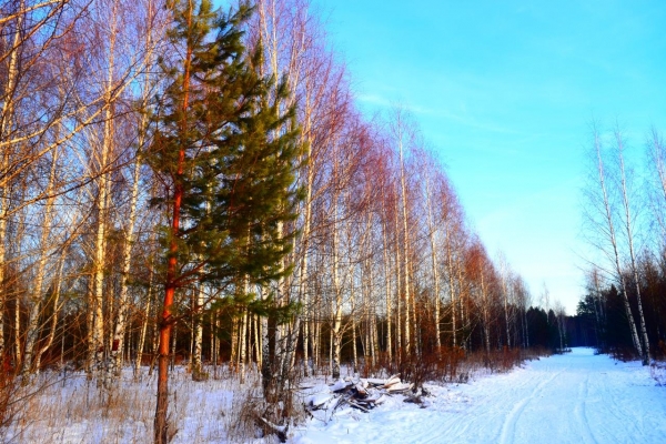 Ярушкинский парк в Ижевске получил статус особо охраняемой природной территории местного значения