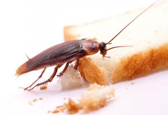 Роспотребнадзор: в феврале россиян ожидает нашествие тараканов в жилых домах