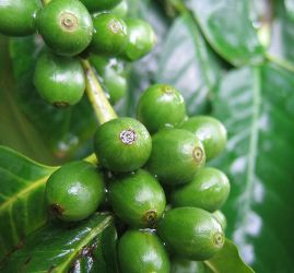 Натуральный зеленый кофе для безопасного похудения