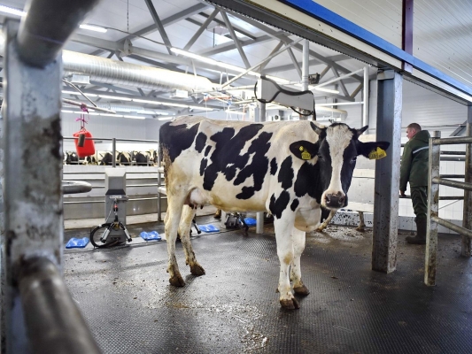 Удмуртия вошла в ТОП-10 регионов страны по объему реализации молока