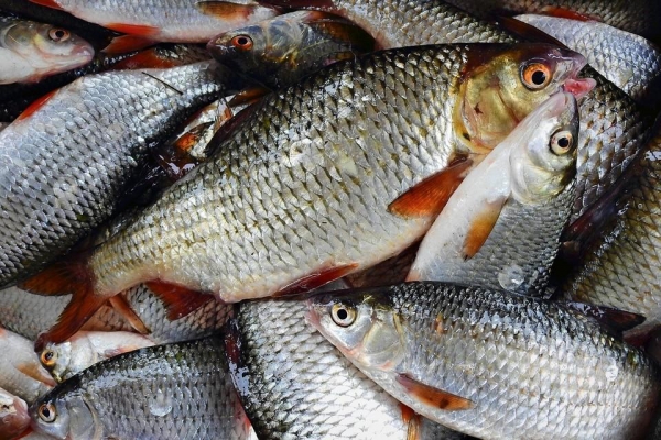 Более 150 кг рыбы неизвестного происхождения изъяли из оборота в Ижевске 