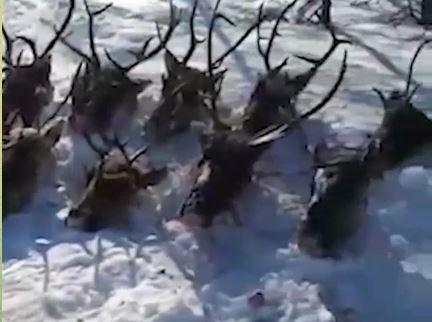 25 краснокнижных северных оленей добыли неизвестные на Сахалине