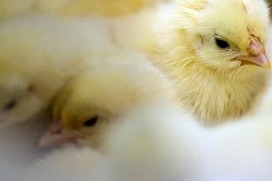 В Минсельхозе России обсудили наращивание производства птицеводческой продукции