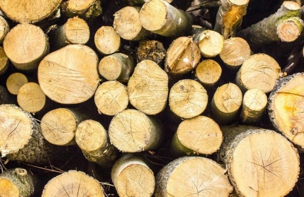 Количество незаконных рубок леса снизилось в Удмуртии