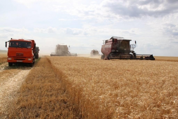 Уборка зерновых в Удмуртии завершена на 33%