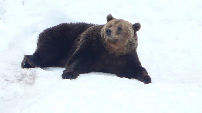Медведь загрыз охотника в Воткинском районе Удмуртии