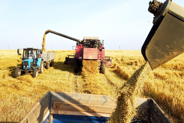Аграрии Удмуртии собрали более полумиллиона тонн зерна
