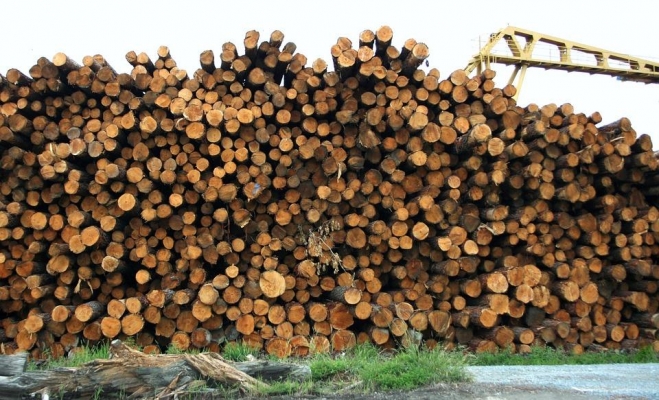 Удмуртия ищет надежного инвестора для создания лесопромышленного кластера