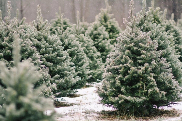 Почти 4 тысячи новогодних деревьев вывезли из Удмуртии в другие регионы