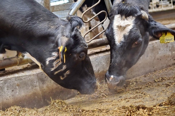 В Удмуртии поголовье дойных коров увеличилось более чем на тысячу единиц