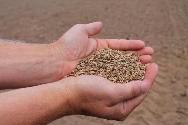 Аграрии Удмуртии завершили уборку зерновых и зернобобовых культур 