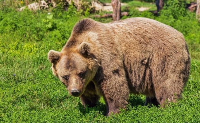 Медведица напала на жителя Удмуртии в малиннике
